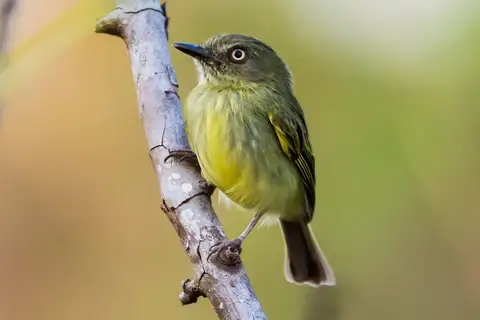 Johannes's Tody-Tyrant
