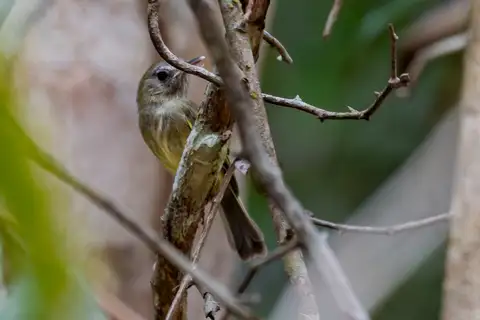 Boat-billed Tody-Tyrant