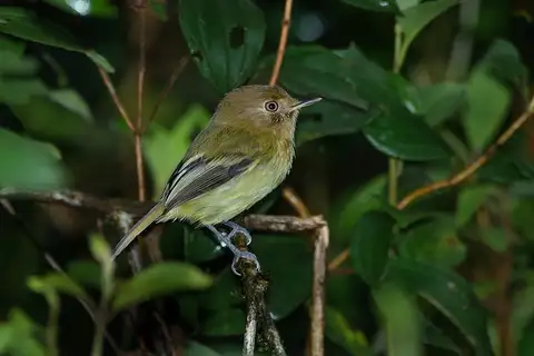 Kaempfer's Tody-Tyrant