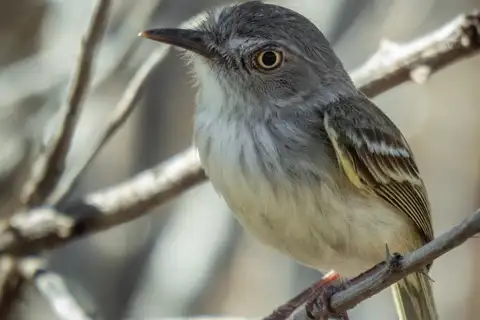 Pearly-vented Tody-Tyrant
