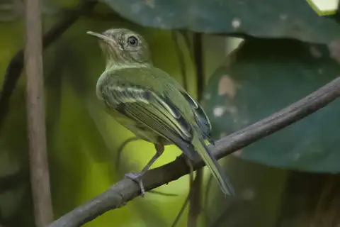 Zimmer's Tody-Tyrant