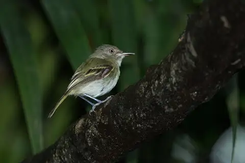 Snethlage's Tody-Tyrant