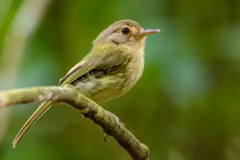 Buff-breasted Tody-Tyrant
