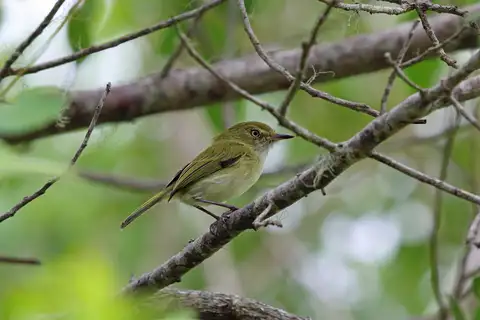 Hangnest Tody-Tyrant