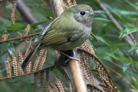Brown-breasted Bamboo Tyrant