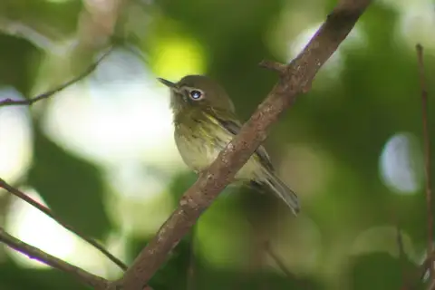 Eye-ringed Tody-Tyrant