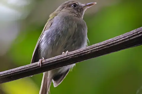 Buff-throated Tody-Tyrant