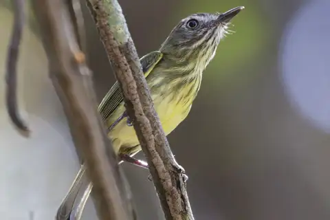 Stripe-necked Tody-Tyrant