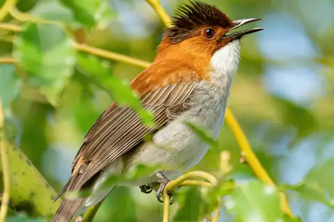 Chestnut Bulbul