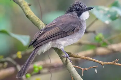 Cinereous Bulbul