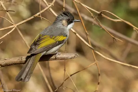 Ashy Bulbul