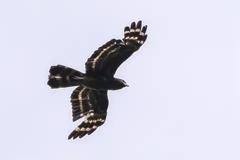 Black Honey Buzzard