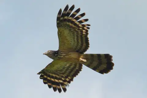 Long-tailed Honey Buzzard