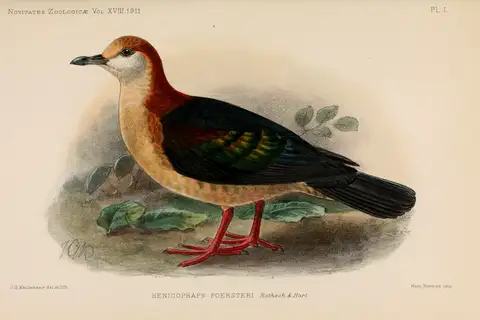 New Britain Bronzewing