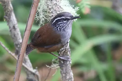 Hermit Wood Wren
