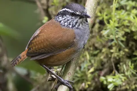 Grey-breasted Wood Wren