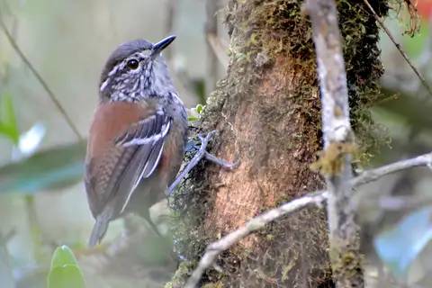 Bar-winged Wood Wren