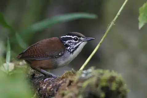 White-breasted Wood Wren