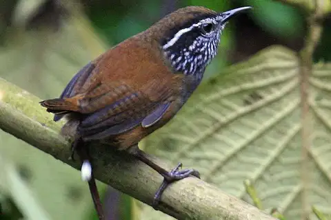 Munchique Wood Wren