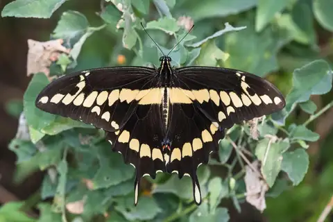 Western Giant Swallowtail