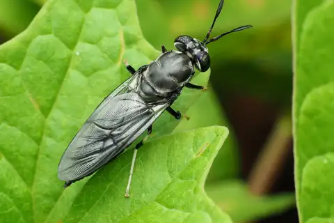 Black Soldier Fly