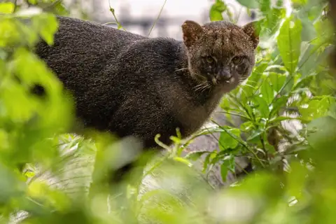 Jaguarundi
