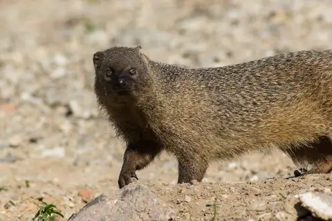 Egyptian Mongoose
