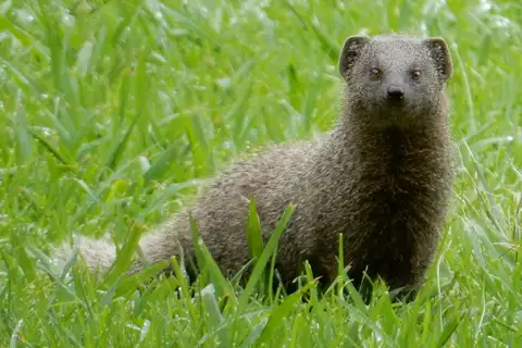 Cape Grey Mongoose