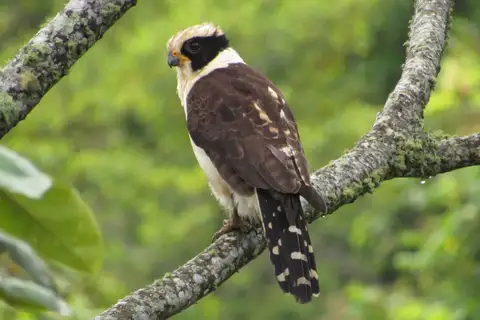 Laughing Falcon