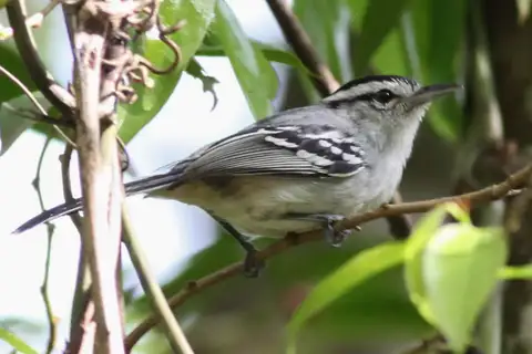 Black-capped Antwren