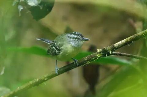 Yellow-breasted Antwren