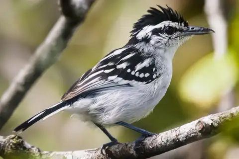 Spot-backed Antwren