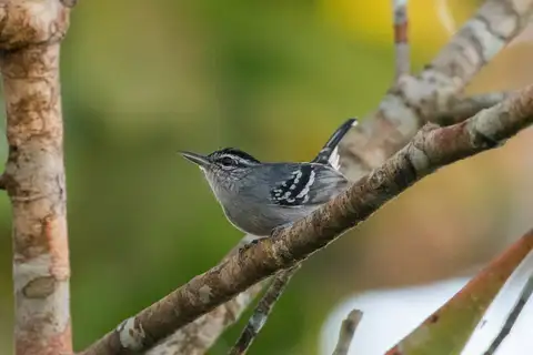 Dugand's Antwren