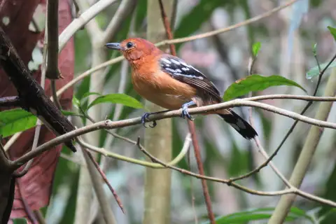 Large-billed Antwren