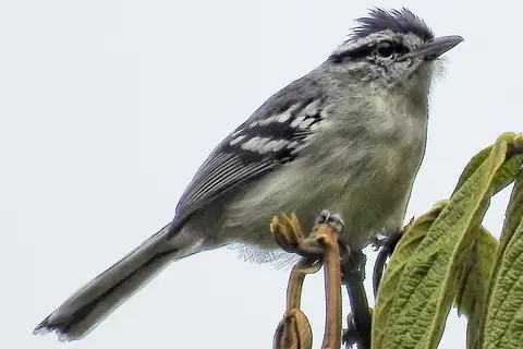 Creamy-bellied Antwren