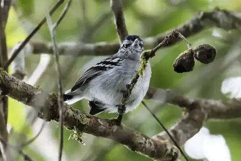 Ash-throated Antwren