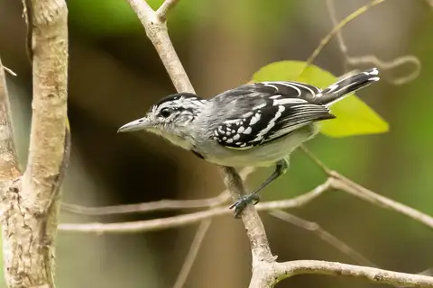 Pectoral Antwren