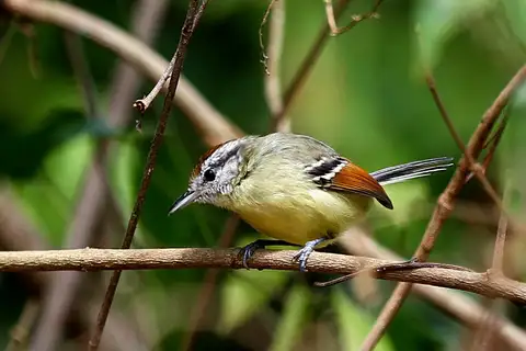 Rufous-margined Antwren