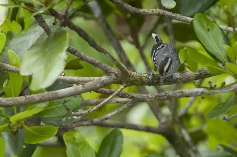 Spot-tailed Antwren