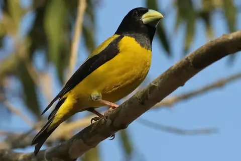Hooded Grosbeak
