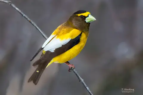 Evening Grosbeak