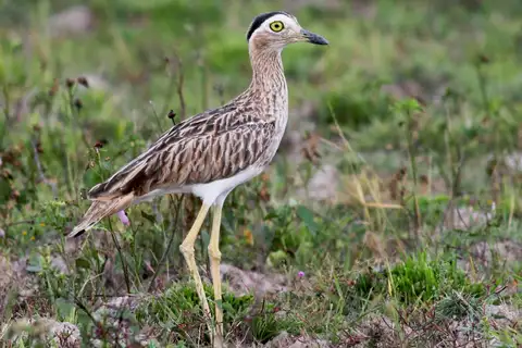 Double-striped Thick-knee