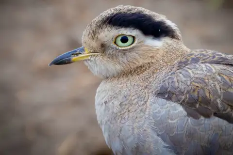 Peruvian Thick-knee