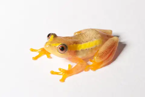 Betsileo Reed Frog