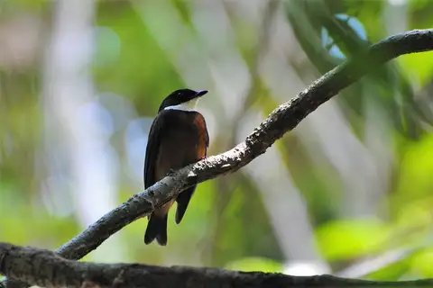 Flame-crested Manakin