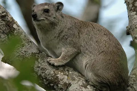 Bush Hyrax