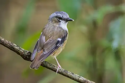 Grey-headed Robin