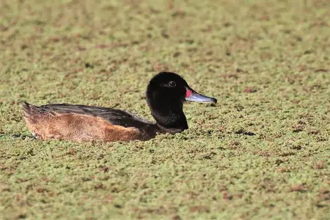Black-headed Duck