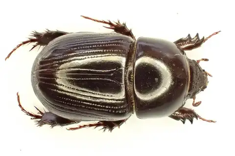 African Black Beetle