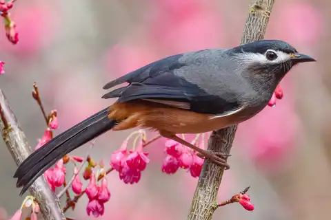 White-eared Sibia
